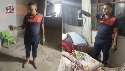 Hatayda yerleşim yerlerinde görülen yılanlar yakalanarak doğal yaşam alanlarına bırakıldılar