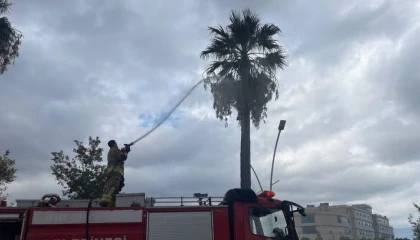 İskenderunda yıldırımın isabet ettiği ağaç yandı