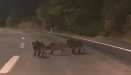 Kahramanmaraşta yolda domuz sürüsü