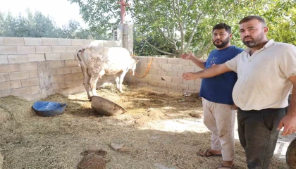 Hatay'da şap nedeniyle üreticiler hayvanlarını kaybetti, pazarlar kapatıldı