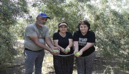 Mersinde dağıtılan zeytin fidanları ürün verdi