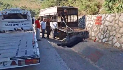 Mersinde kamyonetten düşen büyükbaş hayvan bayıltılarak götürüldü