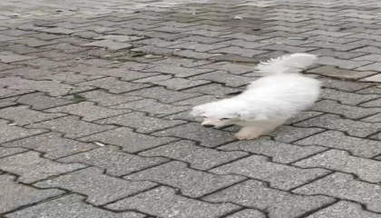 Motosikletle kovalayıp çaldıkları Pamuku polis buldu