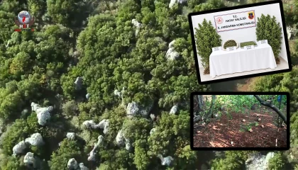 Ormanlık alandaki hazine arazisine kenevir eken şüpheli tutuklandı