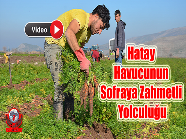 Hatay Havucunun Sofraya Zahmetli Yolculuğu