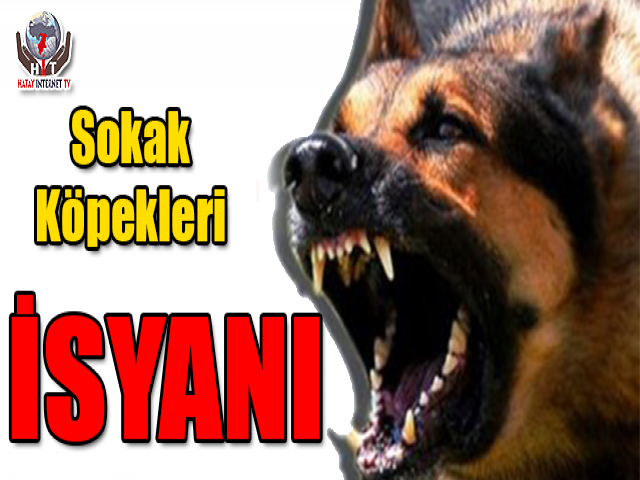 Hatay'da Sokak Köpekleri İsyanı