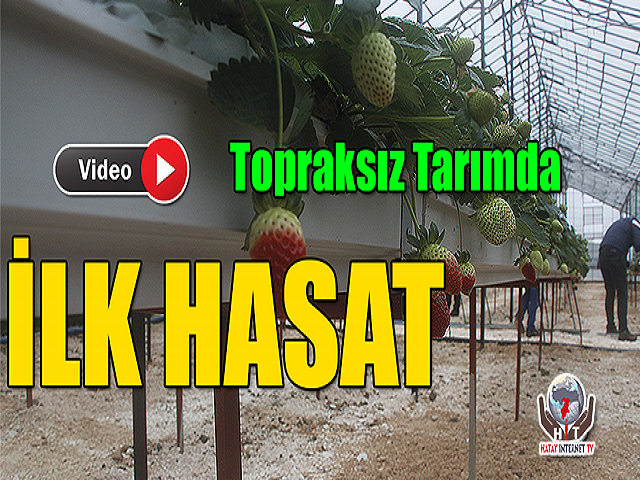 Hatay'da Topraksız Tarımda İlk Hasat
