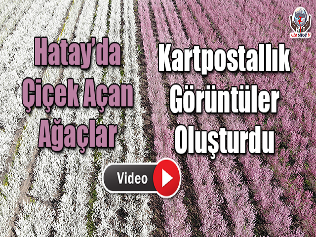 Hatay’da Çiçek Açan Ağaçlar Kartpostallık Görüntüler Oluşturdu