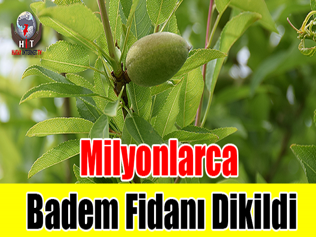 Badem Fidanı Dikildi