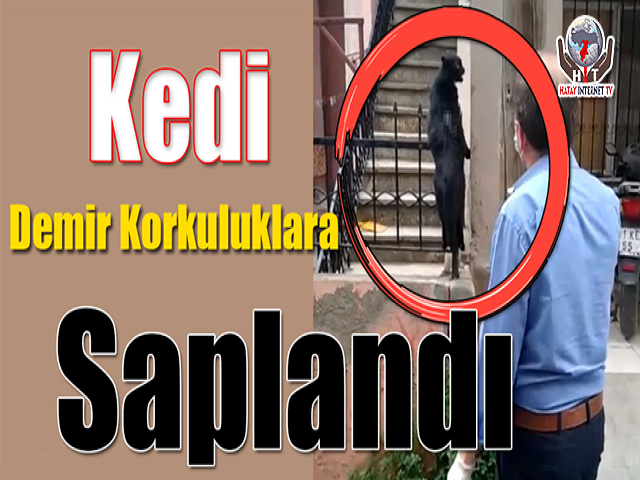 Kedi Demir Korkuluklara Saplandı