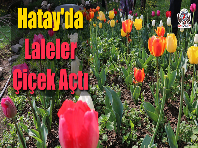 Laleler Çiçek Açtı