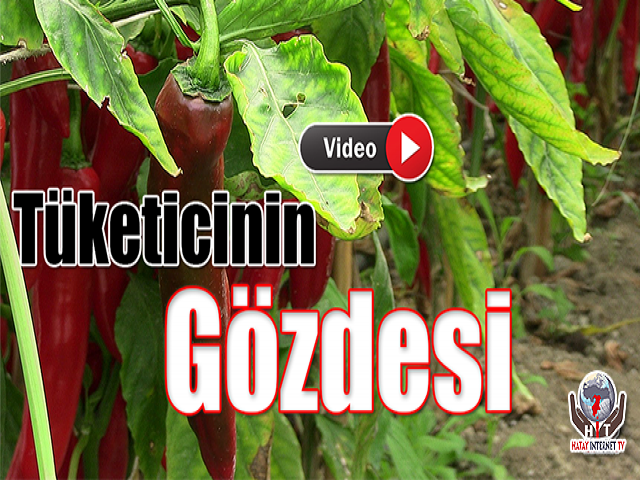 Samandağ Biberi Tüketicinin Gözdesi Oldu