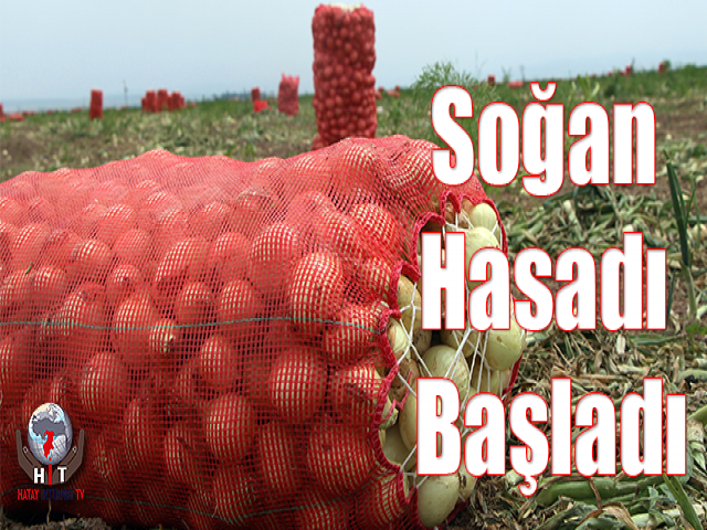 Soğan Hasadı Başladı
