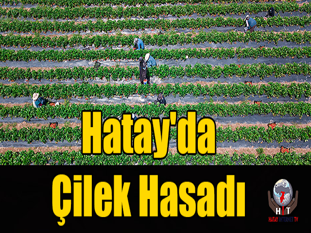Çilek Hasadı