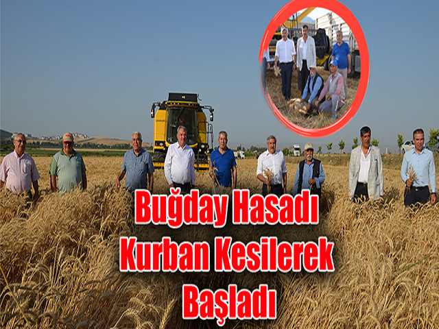 Hatay'da Buğday Hasadı Kurban Kesilerek Başladı