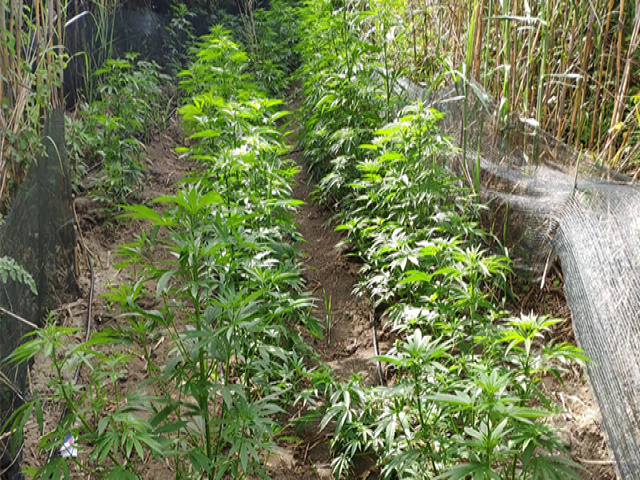 Uyuşturucu Operasyonu