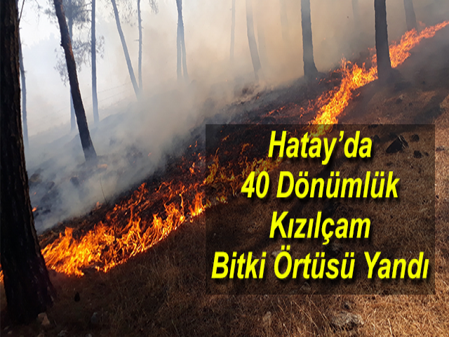 Hatay’da 40 Dönümlük Kızılçam Bitki Örtüsü Yandı