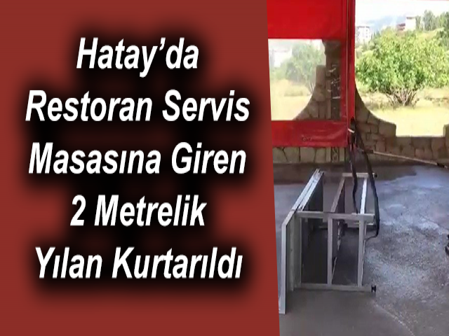 Hatay’da Restoran Servis Masasına Giren 2 Metrelik Yılan Kurtarıldı