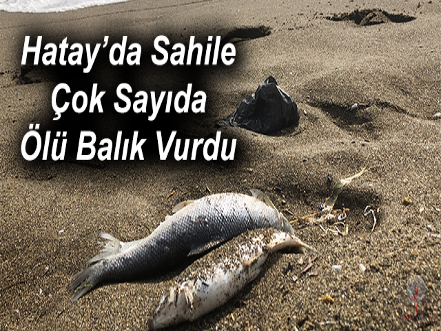 Hatay’da Sahile Çok Sayıda Ölü Balık Vurdu