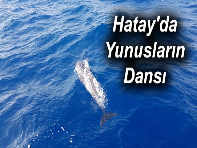 Hatay'da Yunusların Dansı
