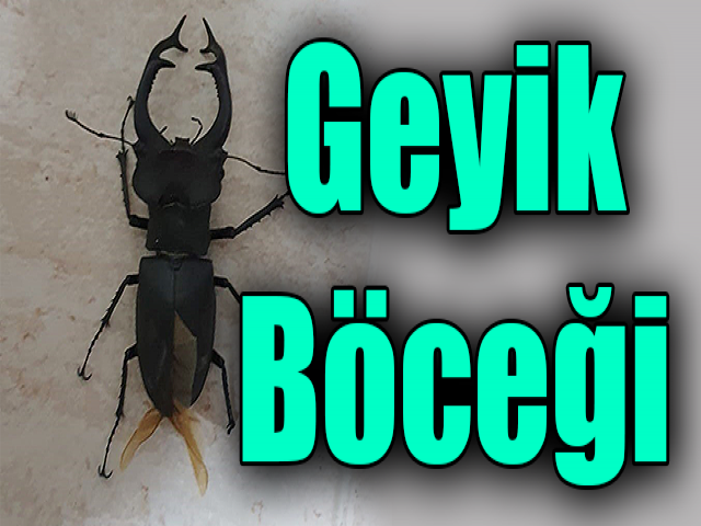 Nadir Görülen Hatay Böceği Ortaya Çıktı