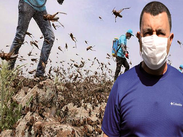 Uzmanından Çekirge İstilası Uyarısı