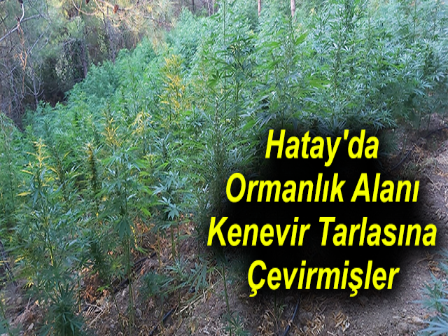 Hatay'da Ormanlık Alanı Kenevir Tarlasına Çevirmişler