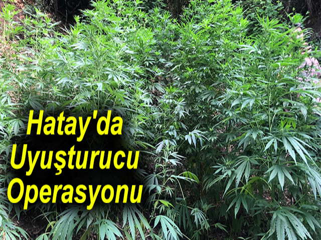 Hatay'da Uyuşturucu Operasyonu