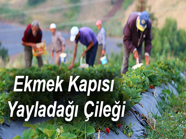 Suriyeli Türkmenlerin Ekmek Kapısı Yayladağı Çileği