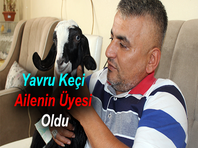 Yavru Keçi Ailenin Üyesi Oldu