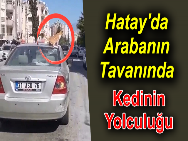 Hatay'da Arabanın Tavanındaki Kediyle Yolculuk Etti