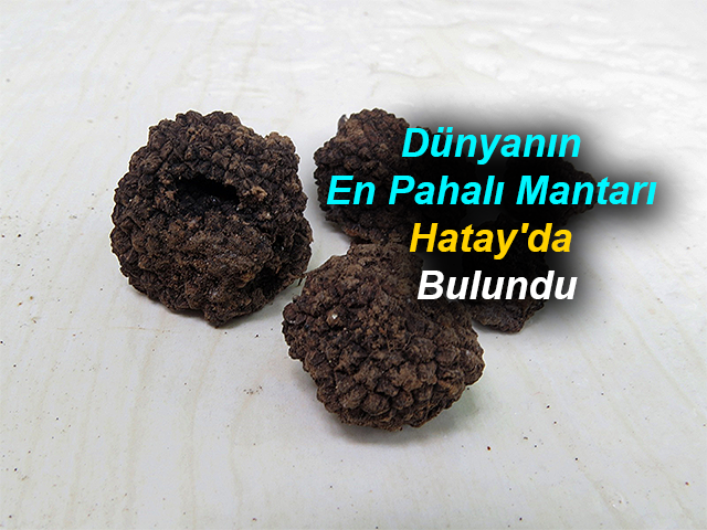 Hatay'da Dünyanın En Pahalı “trüf” Mantarı Bulundu