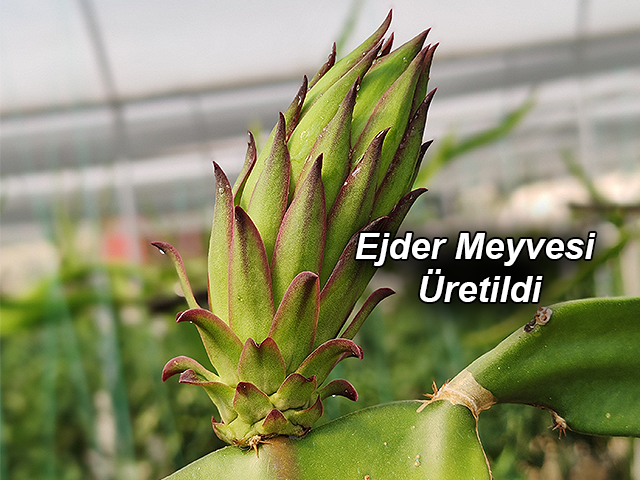 Hatay’da Ejder Meyvesi Üretildi