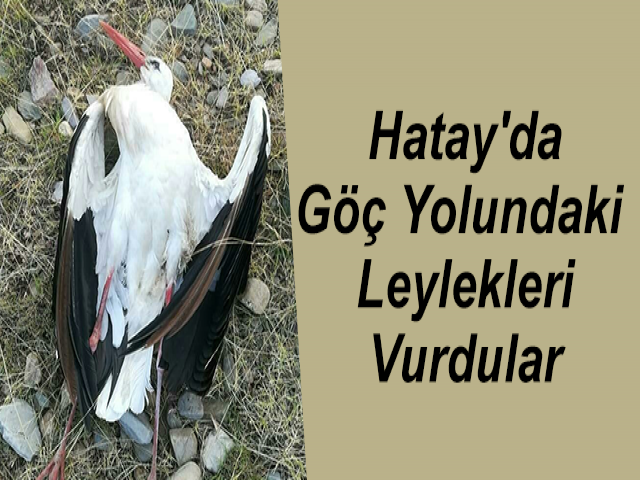 Hatay'da Göç Yolundaki Leylekleri Vurdular