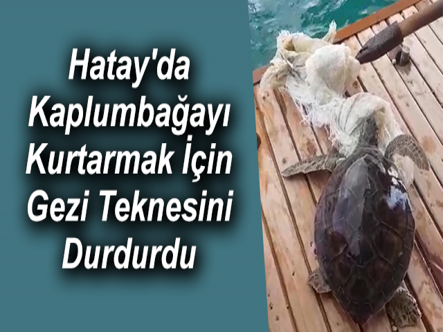 Hatay'da Kaplumbağayı Kurtarmak İçin Gezi Teknesini Durdurdu