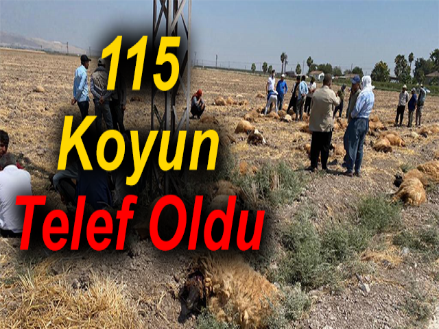 Hatay'da Koyun Sürüsü Telef Oldu