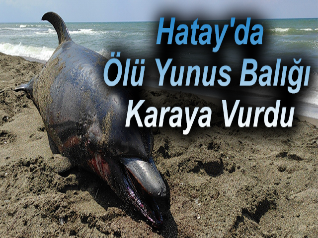 Hatay'da Ölü Yunus Balığı Karaya Vurdu