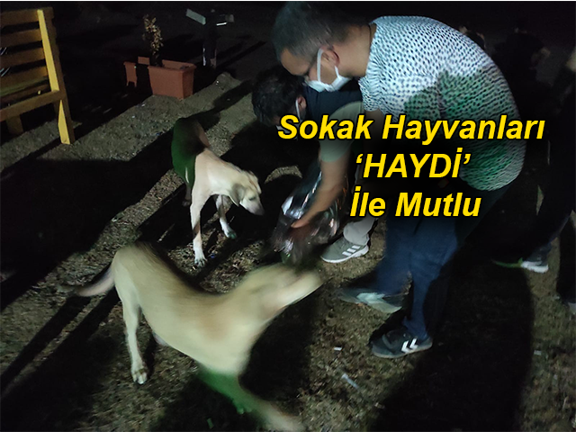 Hatay'da Sokak Hayvanları ‘HAYDİ’ İle Mutlu