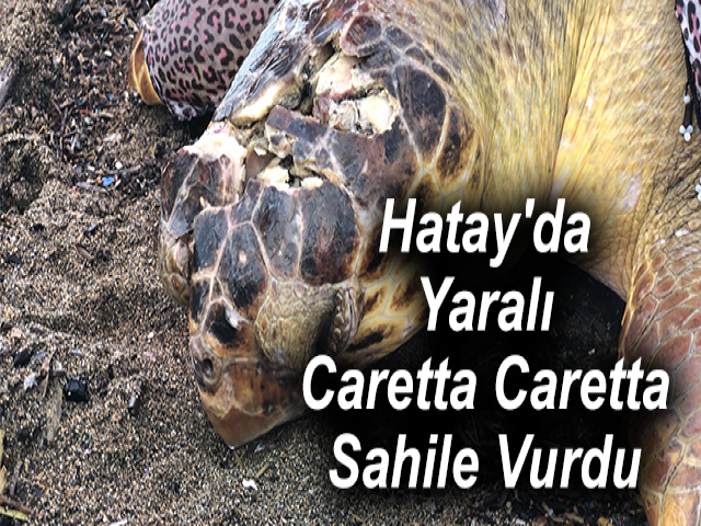 Hatay'da Yaralı Caretta Caretta Sahile Vurdu
