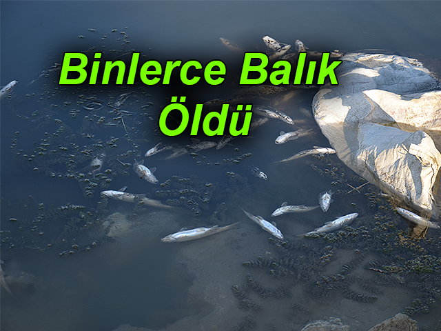 Hatay’da Binlerce Balık Telef Oldu