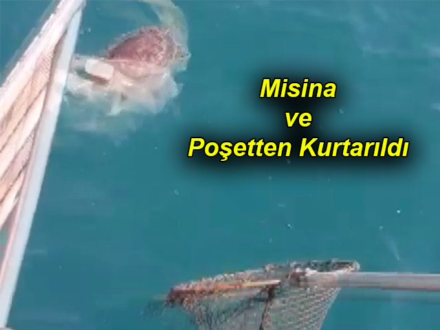 Hatay'da Misina ve Poşete Dolanan Caretta Caretta Kurtarıldı