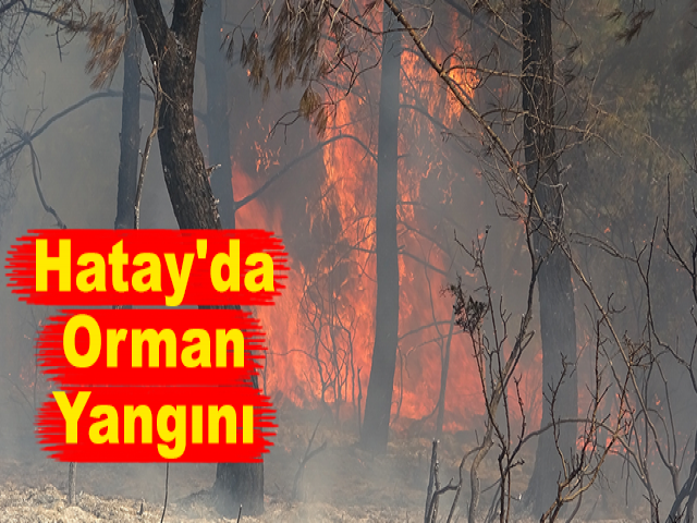 Hatay'da Orman Yangını