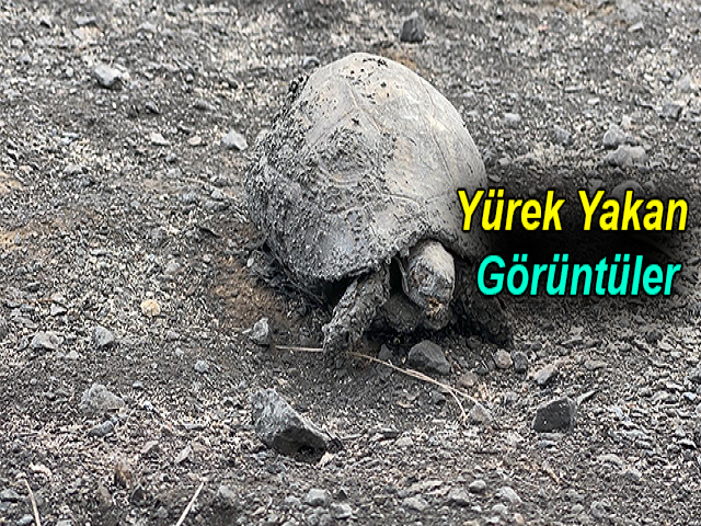 Hatay yangınından yürek yakan görüntüler