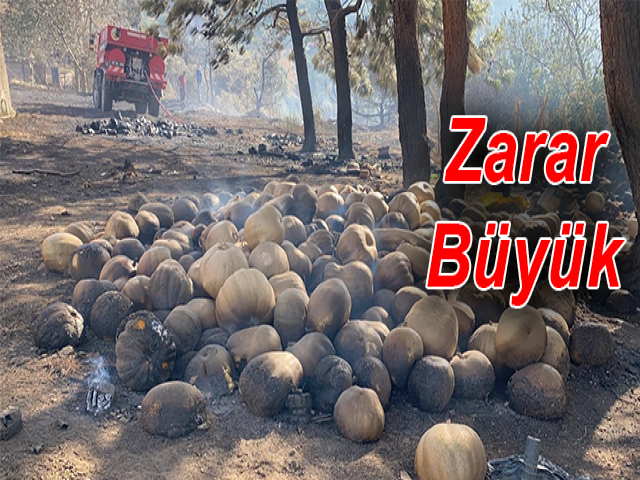Hatay'da Orman Yangınının Zararı Büyük