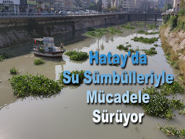 Hatay'da Su Sümbülleriyle Mücadele Sürüyor