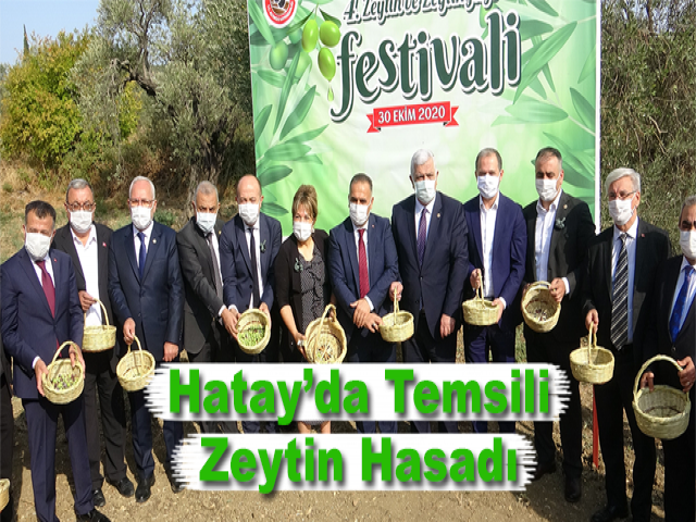 Hatay’da Temsili Zeytin Hasadı
