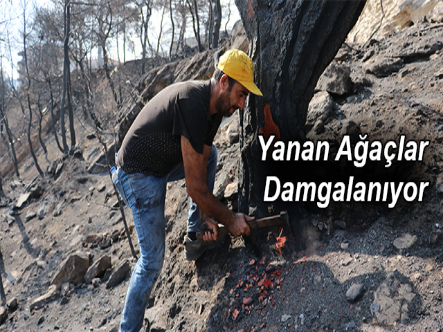 Hatay’da yanan ağaçlarda damgalama çalışması başladı