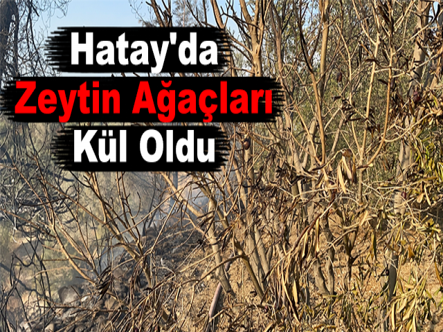 Hatay'da Zeytin Ağaçları Kül Oldu
