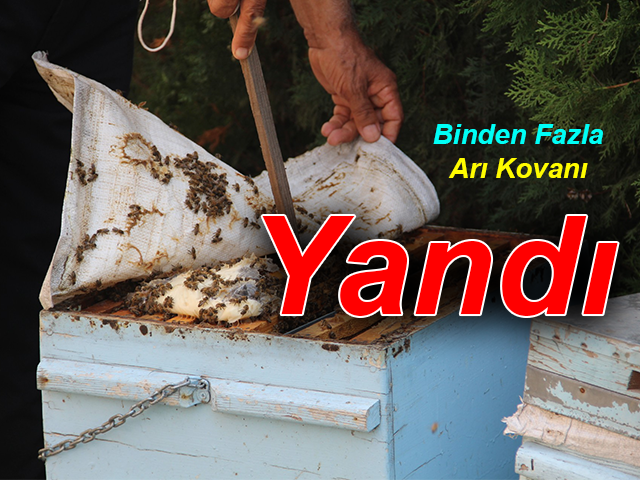 Hataydaki yangında binden fazla arı kovanı yandı