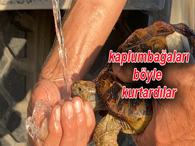 Yangında mahsur kalan kaplumbağaları böyle kurtardılar